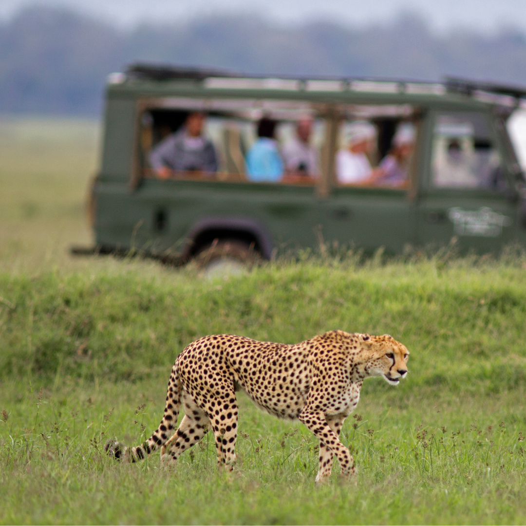 Safari en África