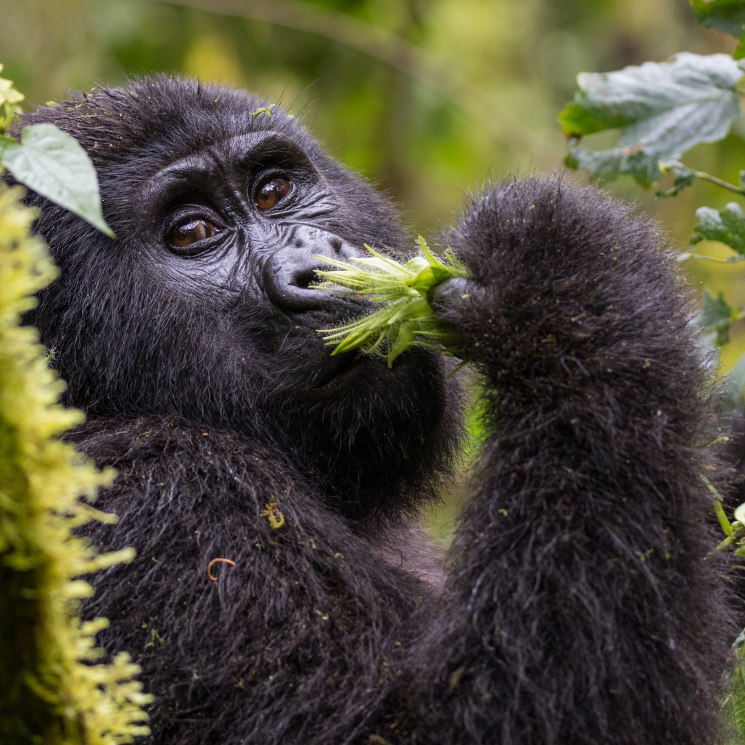 Gorila en Uganda
